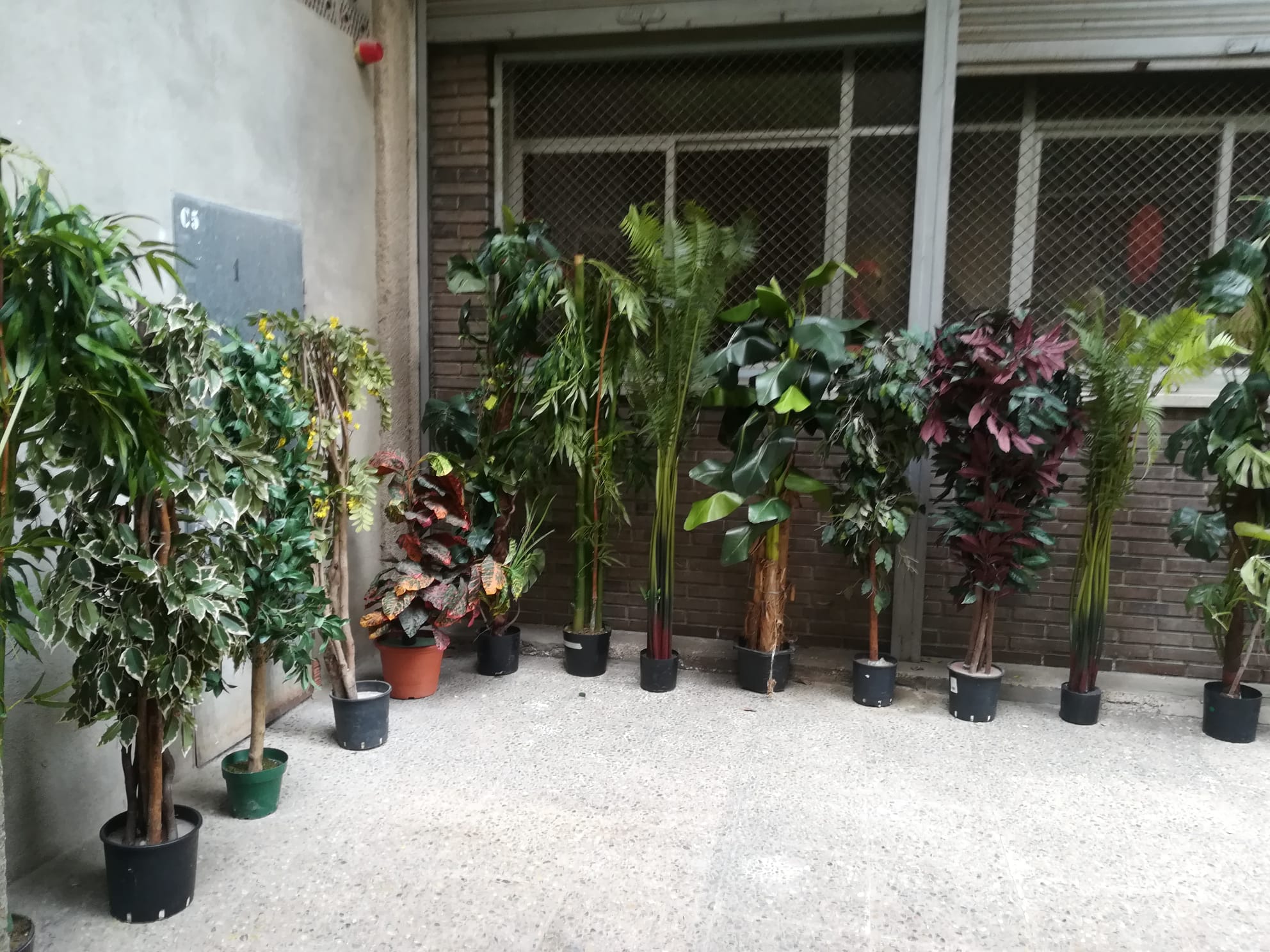 plantas variadas